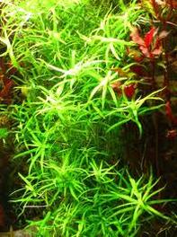 Plants - Freshwater Biome